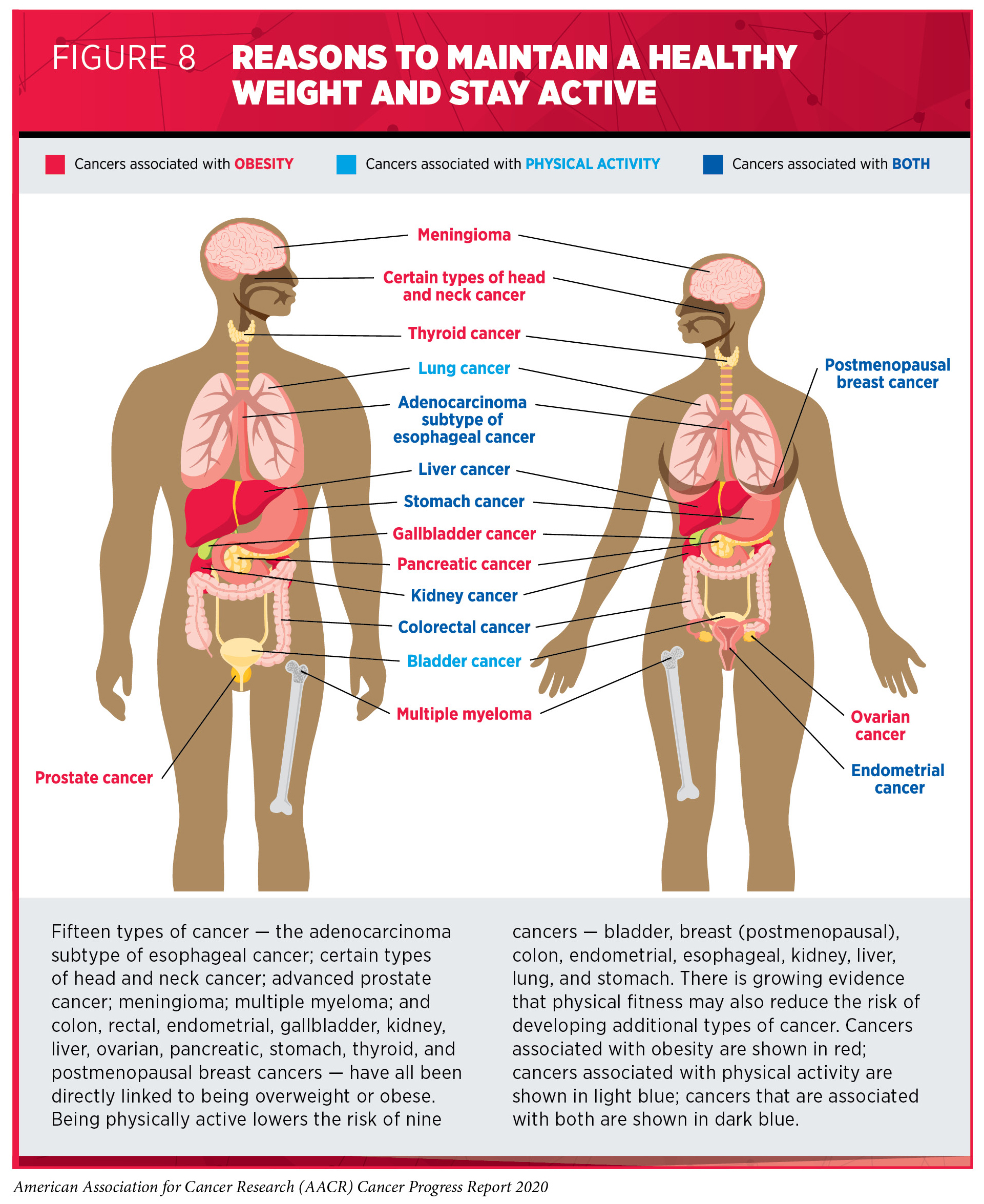 Does Body Weight Affect Cancer Risk?