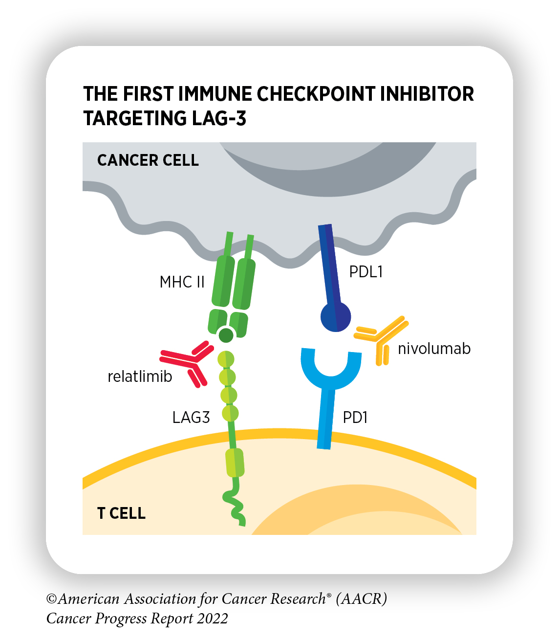 New Dimensions in Cancer Biology: Updated Hallmarks of Cancer Published -  American Association for Cancer Research (AACR)