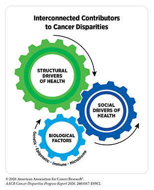 Interconnected Contributors to Cancer Disparities.